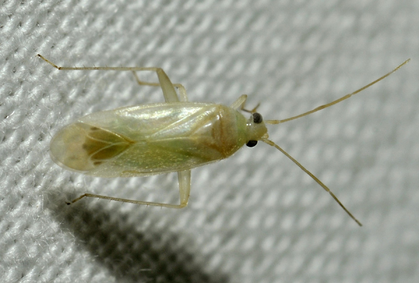 Miridae:  Orthotylus sp. (cfr.) e Phylus melanocephalus